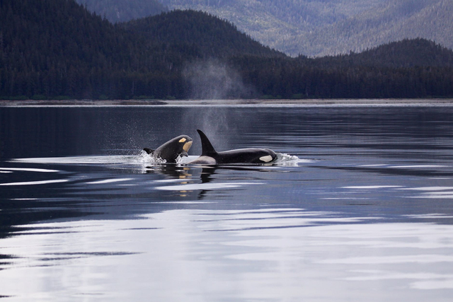 Orca, Lumba-Lumba Raksasa Si Pemakan Segala (372222)