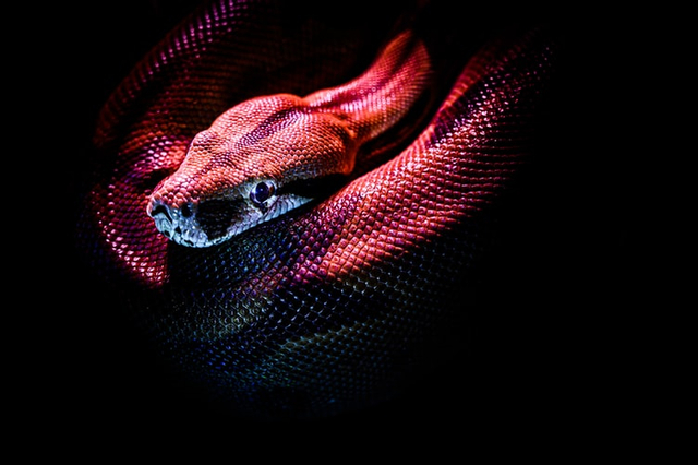 Ilustrasi mimpi melihat ular banyak Foto: Unsplash