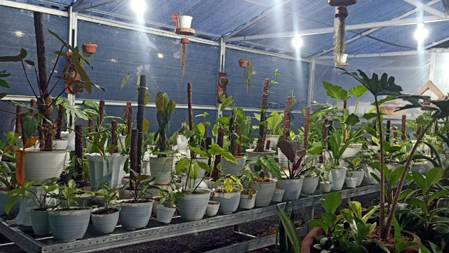 Tanaman hias Alocasia yang berhasil menembus pasar ekspor di Jerman