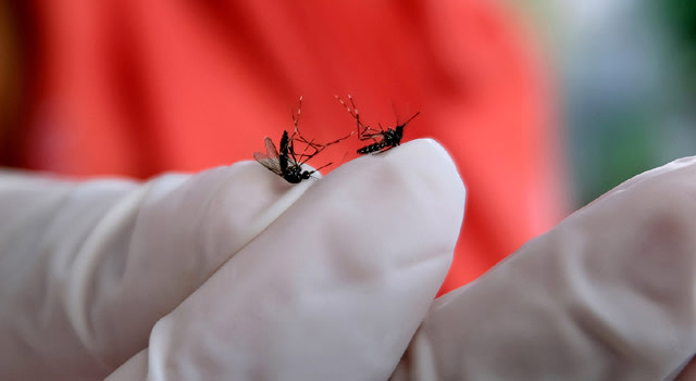 Ilustrasi nyamuk Aedes Aegypti. Foto: Kumparan