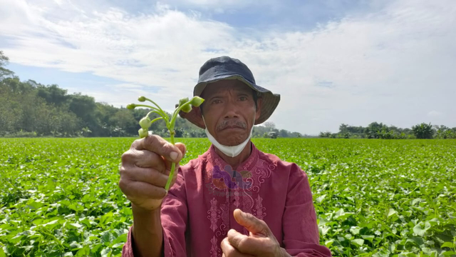 Salah satu petani kangkung di Desa Banjarsari, Kecamatan Trucuk, Kabupaten Bojonegoro, Sukat (68) (foto: dan/beritbojonegoro)