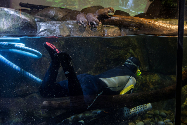 Pekerja membersihkan kandang berang-berang saat Jakarta Aquarium dan Safari (JAQS) tutup untuk sementara di Jakarta, Jumat (25/6/2021). Foto: Aditya Pradana Putra/Antara Foto