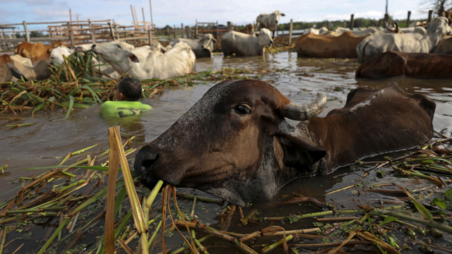 Hewan ternak milik salah satu peternak di Brasil terendam banjir. Foto: REUTERS/Bruno Kelly