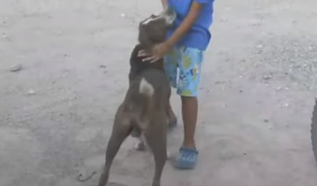 Kisah haru seekor anjing di Meksiko bernama Cuchufleto tetap setia menunggu tuannya yang telah meninggal di pertambangan batu bara. (Foto: YouTube/@MILENIO)