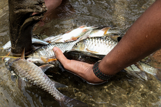 Foto: Cicipi Ikan Sungai Terenak Sambil Tamasya, Alasan Traveler Harus ke Sini (79332)