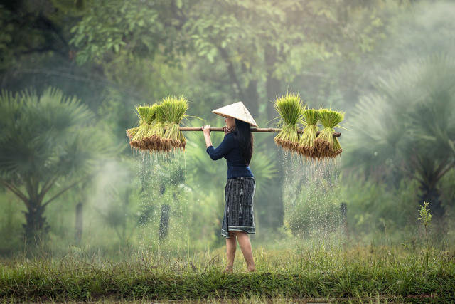 Ilustrasi padi. Sumber: https://pixabay.com/photos/harvesting-myanmar-burma-1822578/