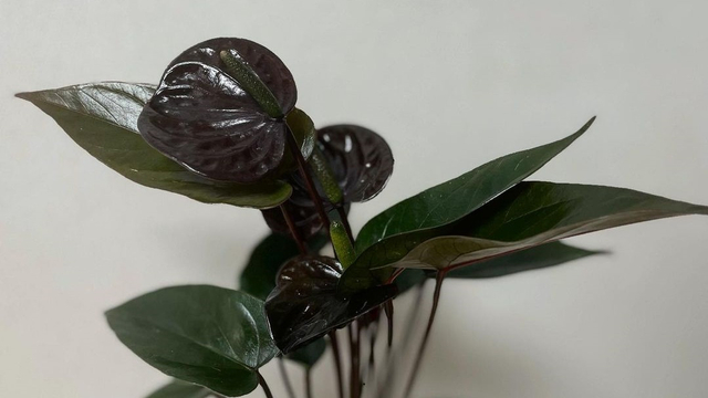 Tanaman anthurium black. Foto: Instagram.com/orchids_korean