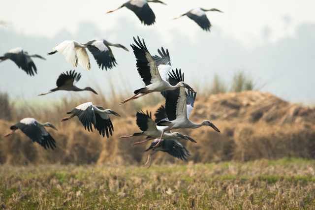 Ilustrasi burung bangau. Foto: Soumadeep Das/pexels