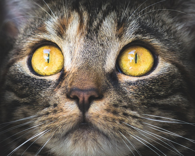 5 Cara Mencari Kucing Hilang dengan Cepat  kumparan.com