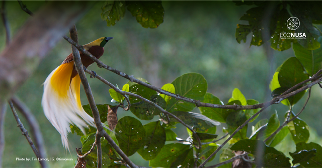 Cenderawasih Kuning Kecil (Lesser bird-of-paradise) di kedalaman hutan di Tanah Papua. Foto: Tim Laman/ IG @timlaman via ECONUSA