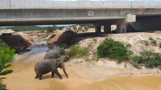Berapa Tarif Tol Pekanbaru-Dumai? Berikut Rinciannya (895295)
