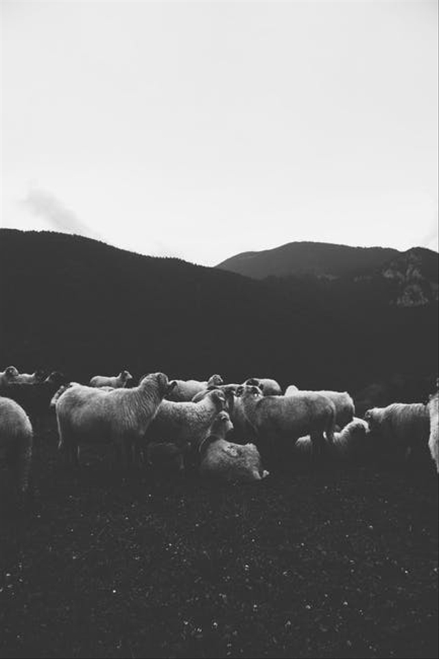 unsplash.com - cara memilih hewan kurban