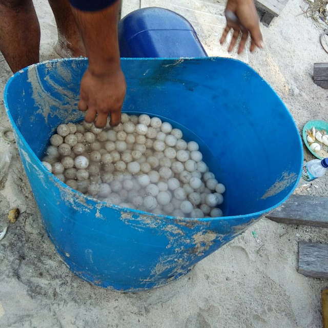 telur penyu yang berada di Pulau Durai. foto: istimewa