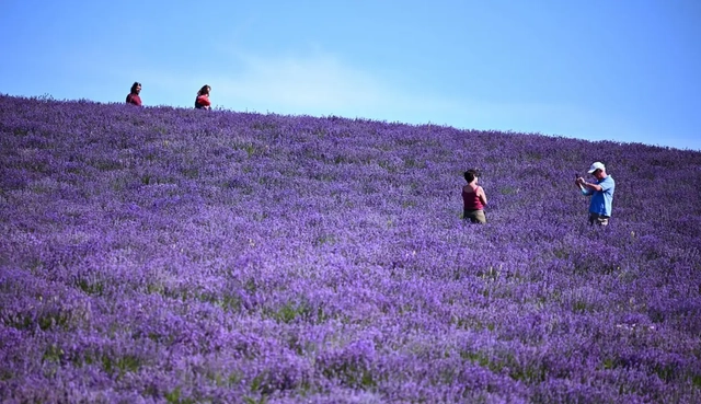 Hamparan Bunga Lavender Jadi Spot Selfie di Italia. Foto: AFP/Marco Bertorello