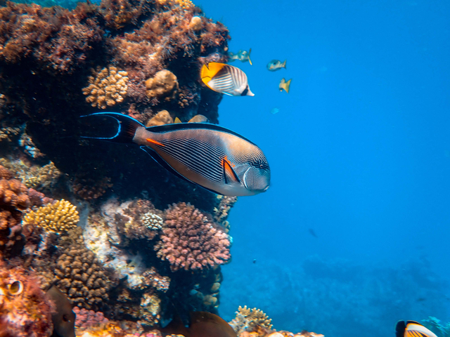 Ilustrasi 6 Sifat Zodiak Pisces yang Dikenal Empatik dan Kreatif, Apa Aja? Foto: Pexels