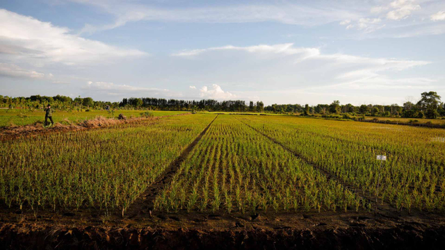 Ilustrasi lahan pertanian. Foto: Dok. Kementan