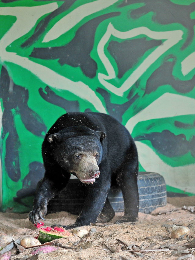 Seekor beruang madu (Helarctos malayanus) berada di dalam kandang Tempat Penyelamatan Satwa (TPS) BKSDA Jambi, Jambi, Kamis (1/7). Foto: Wahdi Septiawan/ANTARA FOTO