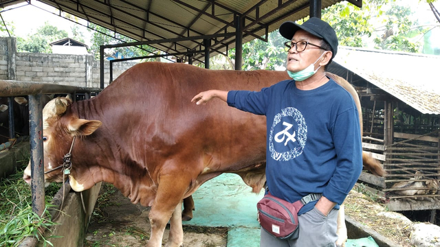 Indra Suardi, ketika menunjukan sapi simental pesanan Presiden RI Joko Widodo. (Foto: M Sobar Alfahri/Jambikita.id)