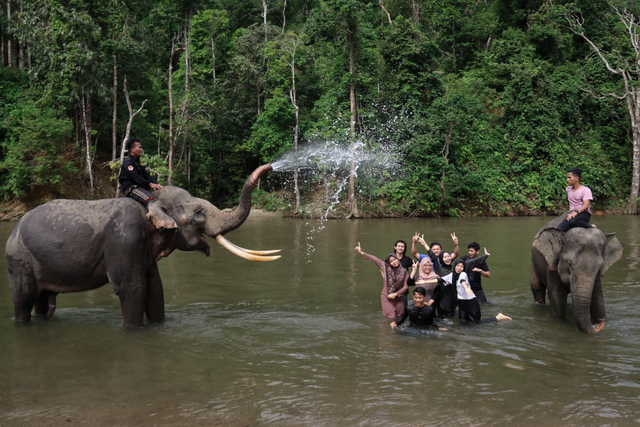 Foto: Serunya Mandi Bareng Gajah Jinak di CRU Sampoiniet, Aceh Jaya (57227)