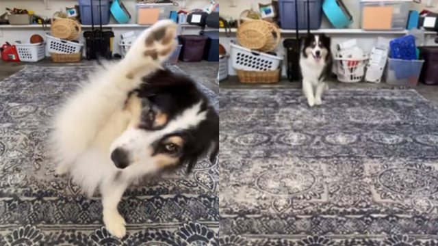 Anjing bikin TikTok. (Foto: Instagram @my_aussie_gal)