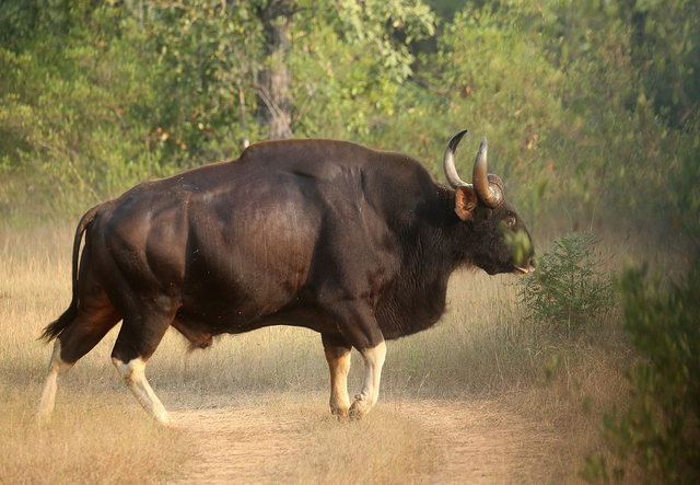 Sapi gaur atau dikenal sebagai bison India. Foto: Anagha devi via wikimedia commons