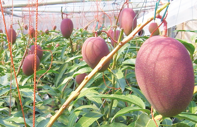 Buah mangga Miyazaki. Foto: Japan National Tourism Organization