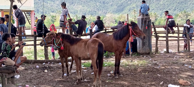 Budaya Pacoa Jara di Dompu: Keberanian Joki Cilik Membawa Kuda Pacu (193347)