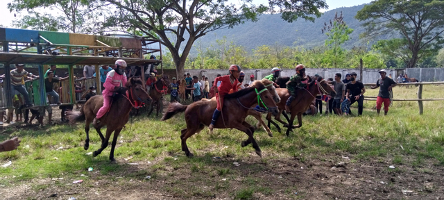 Budaya Pacoa Jara di Dompu: Keberanian Joki Cilik Membawa Kuda Pacu (193348)