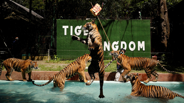Harimau di Kebun Binatang Tiger Kingdom, Thailand. Foto: REUTERS/Jorge Silva