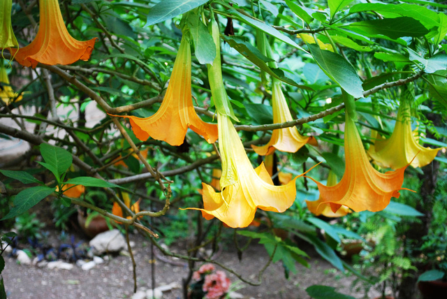 Brugmansia arborea atau bunga trompet malaikat. Foto: Lazaregagnidze via Wikimedia Commons