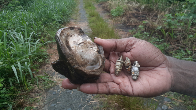 Fosil Kerang Laut Ditemukan di Danau Love Sentani Papua (51648)