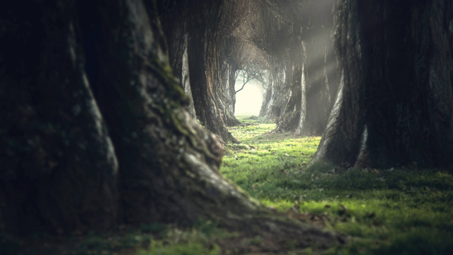 Ilustrasi hutan yang dalam dan sepi. Foto: Shutter Stock