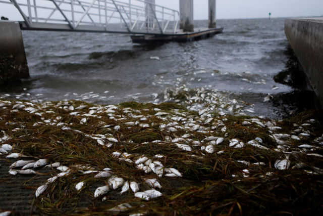 Bangkai ikan di Bay Vista Park, akibat badai Elsa di Pantai Teluk utara Florida, di St. Petersburg, Florida, Amerika Serikat. Foto: Octavio Jones/Reuters