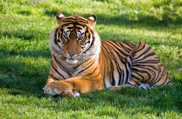 Ilustrasi harimau Siberia. Foto: Jose Almeida/pexels