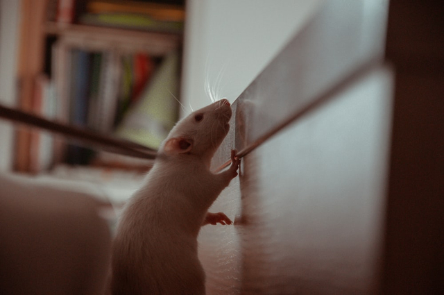 Cara Mengusir Tikus yang Aman Tanpa Bahan Kimia Berbahaya (498974)