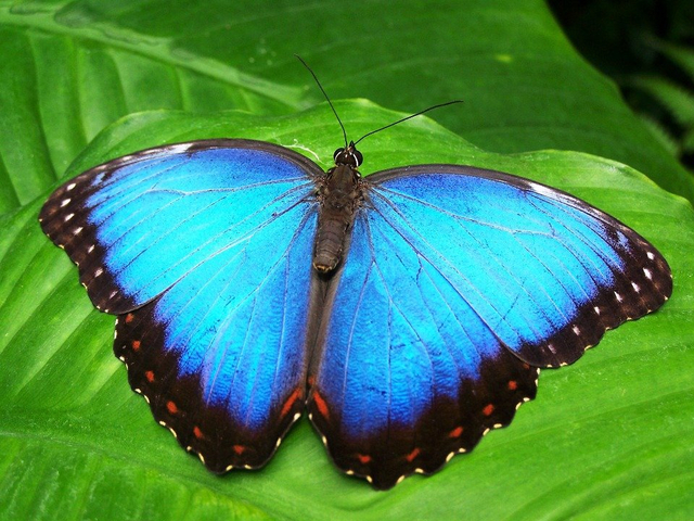 Daur Hidup Kupu-kupu, Foto: Pixabay