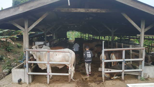Kandang sapi untuk hewan kurban di Batam. Foto: Zalfirega/kepripedia.com