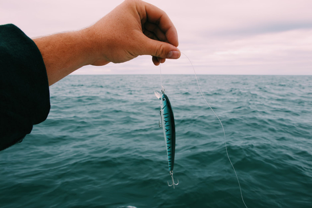 Ilustrasi ikan black ghost. Foto: Maël BALLAND/pexels