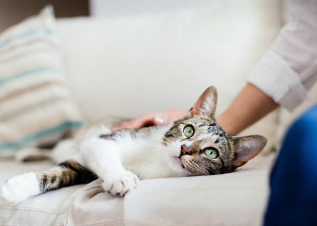 Kucing. Foto: iStock