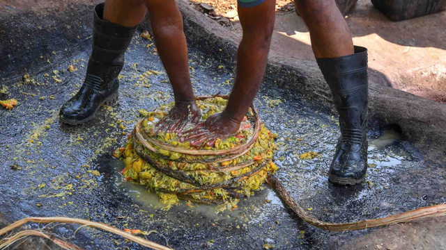 Goan Feni, Minuman Alkohol Khas India yang Terkubur Sejak 500 Tahun Lalu (966479)