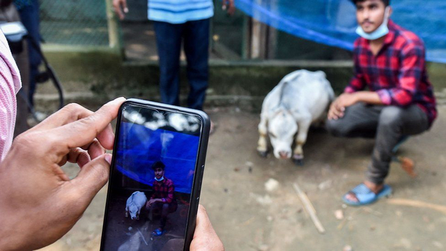 Sapi terkecil di dunia. (Foto: Getty Images)