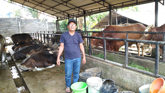 Indra Suardi (64 tahun), peternak di Jambi yang menyediakan sapi kurban Presiden Jokowi. (Foto: M Sobar Alfahri/Jambikita.id)