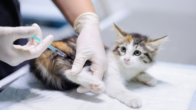 Ilustrasi memberi vaksin pada kucing. Foto: Shutter Stock