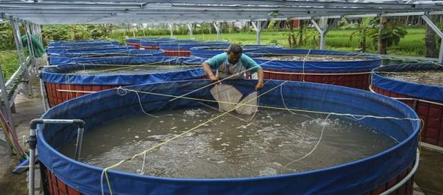 Benarkah Ikan Hasil dari Budidaya Metode Bioflok Itu Berbahaya