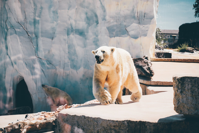Ilustrasi beruang kutub. Foto: Lucas Kleipödszus/pexels
