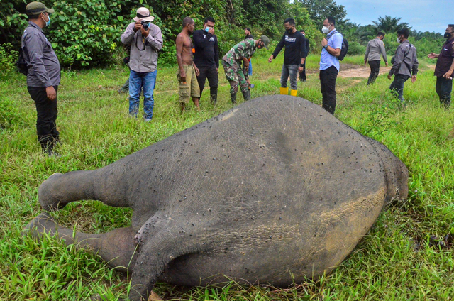 Petugas mengamati bangkai gajah sumatera yang mati terbunuh di kawasan perkebunan sawit milik PT Bumi Flora di Desa Jambo Reuhat, Kecamatan Banda Alam, Kabupaten Aceh Timur, Aceh. Senin (12/7/2021). Foto: Hayaturrahmah/ANTARA FOTO