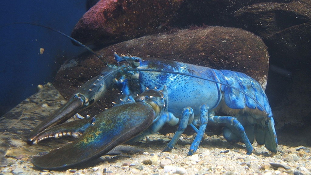 Lobster biru super langka ditemukan ingin jadi santapan restoran. Foto: Wikimedia Commons