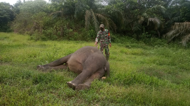 Petugas memeriksa seekor gajah jantan liar yang ditemukan mati tanpa kepala di kawasan perkebunan sawit di Desa Jambo Reuhat, Kecamatan Banda Alam, Aceh Timur. Foto: Dok. Istimewa