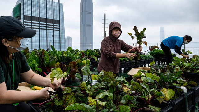 Berkebun di atas gedung bertingkat di Hong Kong. Foto: AFP/Anthony Wallace