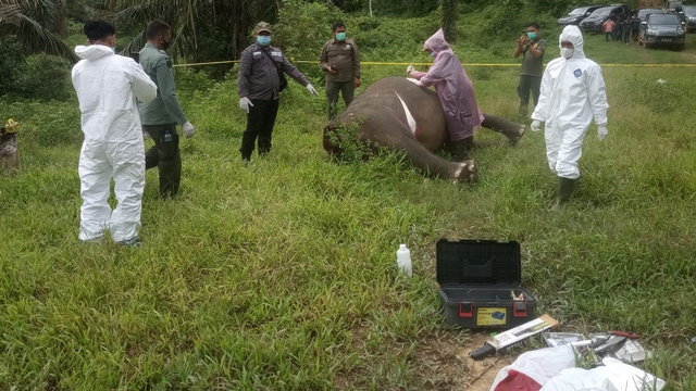 Tim dokter hewan melakukan nekrosi pada tubuh gajah yang ditemukan mati tanpa kepala di Aceh Timur. Dok. Koramil TNI Banda Alam via Laung